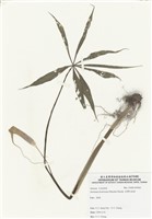 藏品(臺灣天南星)的圖片